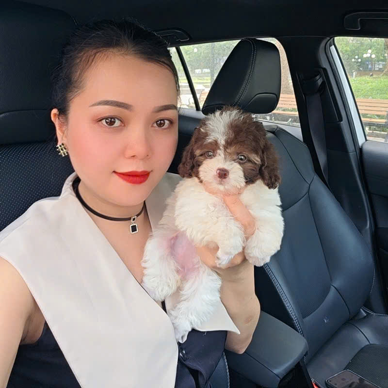 Chó Poodle - BS 16909